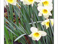 Jaune d'avril -2- -- 06/04/05