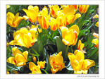 Jaune d'avril -4- -- 08/04/05