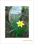 Le Printemps est annonc� -- 23/02/08