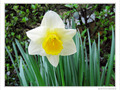 N�e du soleil, la jonquille -- 13/04/10