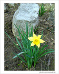 Le printemps est annonc� -- 23/02/08