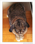 Lapin-peluche, lapin b�lier�!