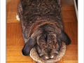 Lapin-peluche, lapin b�lier�! -- 08/05/07