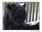 Je suis noir! Je suis...? -1- -- 09/09/04