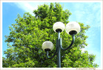 Aupr�s de leur Arbre