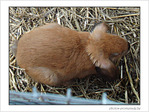 Tout petit petit lapin b�lier