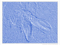 Lapin  Bleu -- 13/05/11