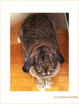 Lapin-peluche, Lapin B�lier�!