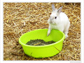 Comment r�sister�? Gourmandise... -- 15/03/10