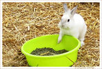Comment r�sister�? Gourmandise...