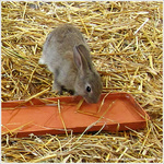 O� sont mes carottes�?