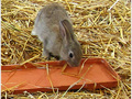 O� sont mes carottes�? -- 15/03/11