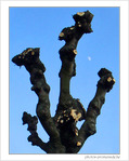 La lune joue � cache-cache derri�re les arbres 