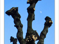 La lune joue � cache-cache derri�re les arbres  -- 16/02/08