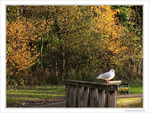 Le r�confort avant l'envol -- 21/11/09