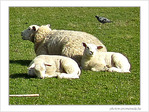 Maman Brebis et ses petits -- 15/04/09