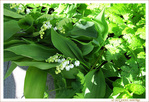 Vois-tu les 13 Clochettes de Mai�? -- 06/05/15