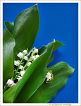 Mai clochettes na�ves