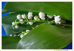 Le temps du muguet