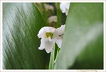 Muguet timide -- 04/05/10
