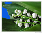 Carillonnez clochettes na�ves