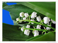 Carillonnez clochettes na�ves -- 03/05/10