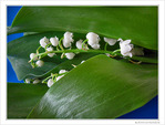 Le temps du muguet