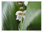 Muguet timide