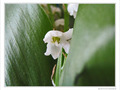 Muguet timide -- 04/05/10