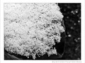 Cuill�re ap�ritive de mon Jardin  -- 09/02/12