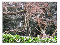 Se Recroqueviller pour se R�chauffer -- 12/02/12
