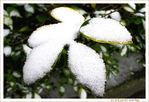 Cuill�res ap�ritives cinq services de mon Jardin -- 22/02/12