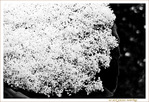 Cuill�re ap�ritive de mon Jardin  -- 09/02/12