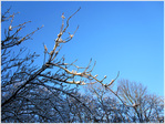 Petits Arbres derri�re chez moi