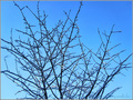 C'est le soleil qui r�chauffe -- 19/01/11