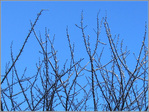 Pointer le ciel -- 17/01/11