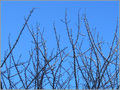 Pointer le ciel -- 17/01/11