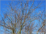 Flocons l�gers -- 12/01/11