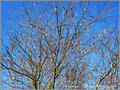 Flocons l�gers -- 12/01/11