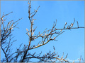 Lumi�res sur branches -- 14/01/11
