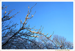 Petits Arbres derri�re chez moi