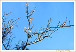 Lumi�res sur branches