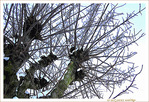 Les branches se m�lent au vent
