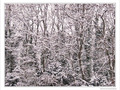 For�t noire saupoudr�e de blanc -- 08/01/10