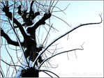 La Neige qui fait danser