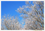 La Neige �tait arriv�e comme un cadeau de Fin d'Ann�e