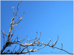 Neige et Soleil sur Branches -- 21/12/10