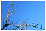 Neige et Soleil sur Branches
