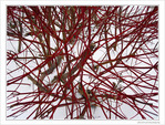En rouge et blanc -1-