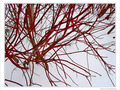 En rouge et blanc -2- -- 05/02/10
